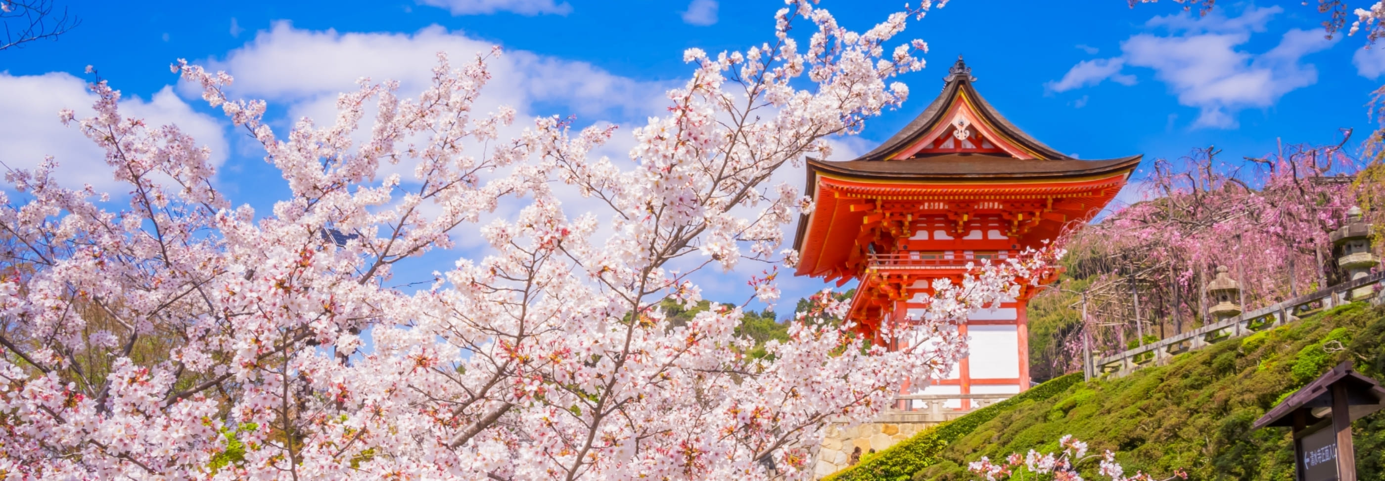清水寺の仁王門と桜