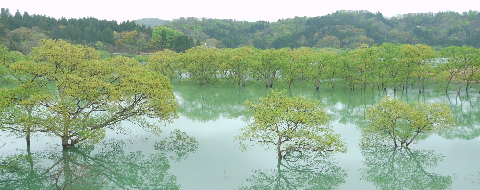 白川湖の水没林